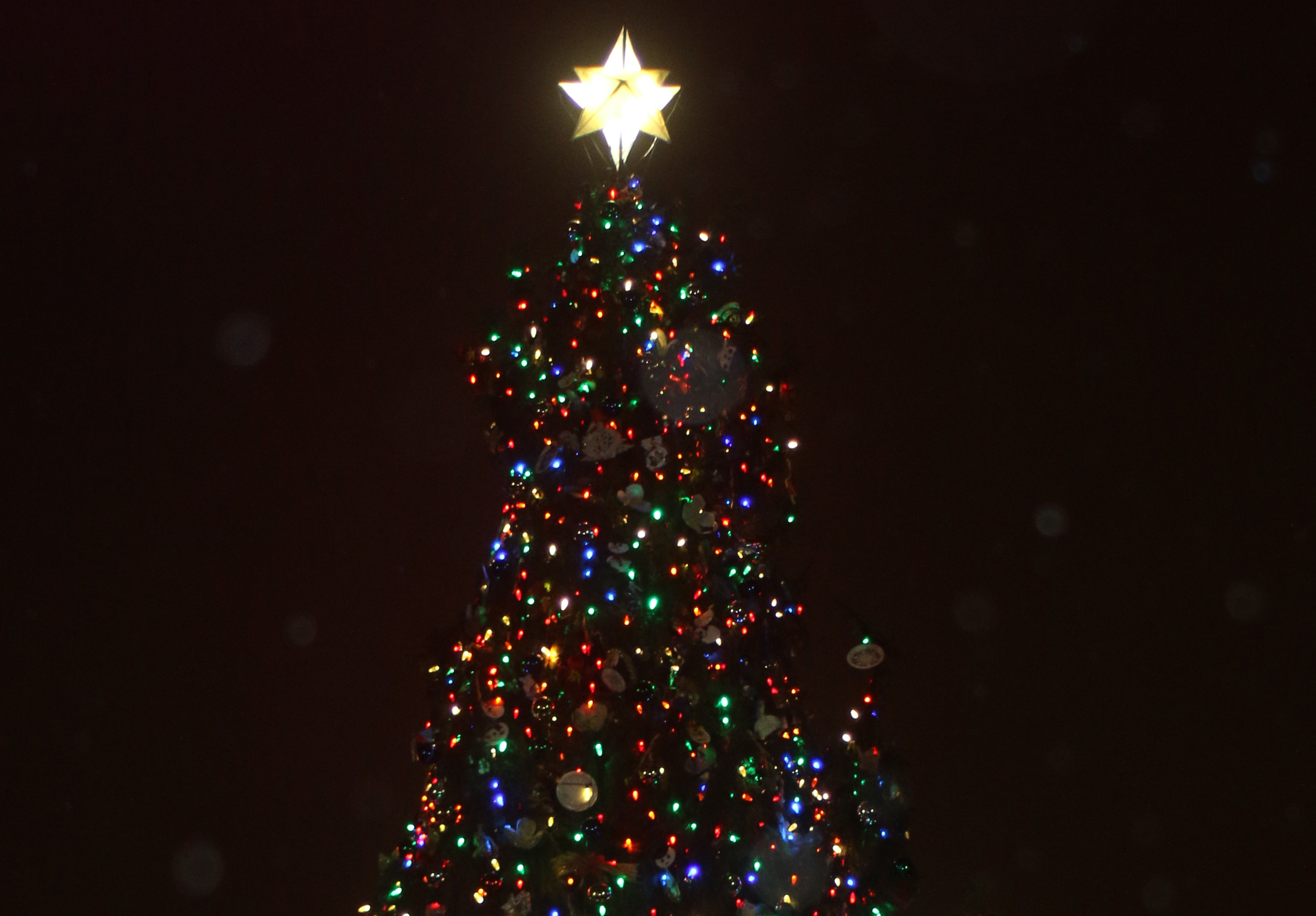 capitol christmas tree